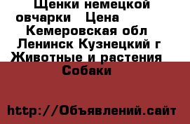 Щенки немецкой овчарки › Цена ­ 5 000 - Кемеровская обл., Ленинск-Кузнецкий г. Животные и растения » Собаки   